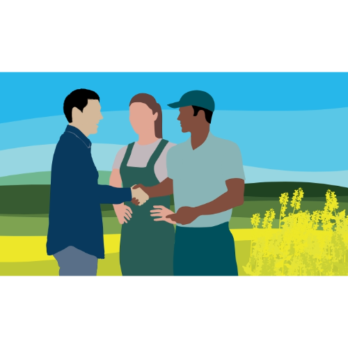 oilseed rape