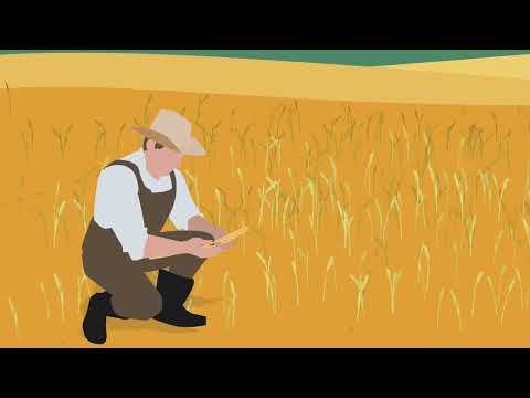 Fundatis® herbicide Powered by Isoflex® active In Action