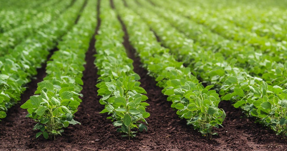 HARMONY SG HERBICIDE WITH TOTALSOL SOLUBLE GRANULES | FMC Ag US