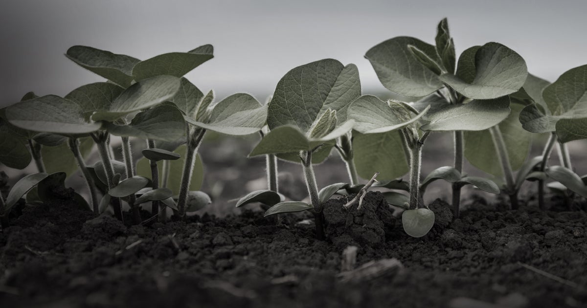 AUTHORITY EDGE HERBICIDE | FMC Ag US