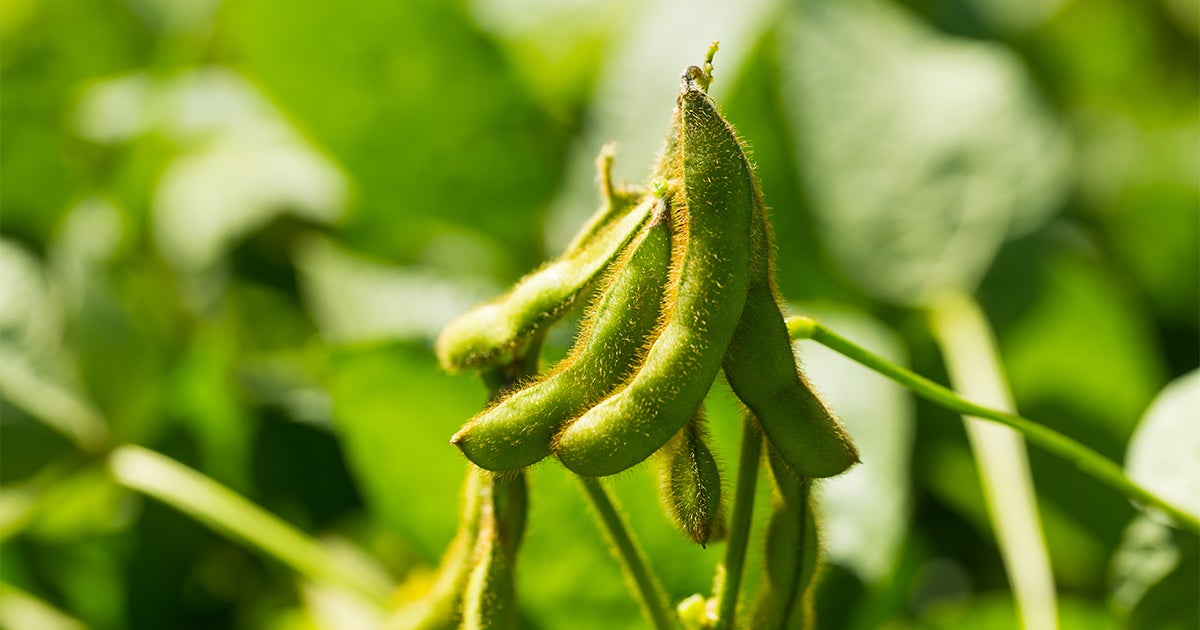 Soybeans | FMC Ag US