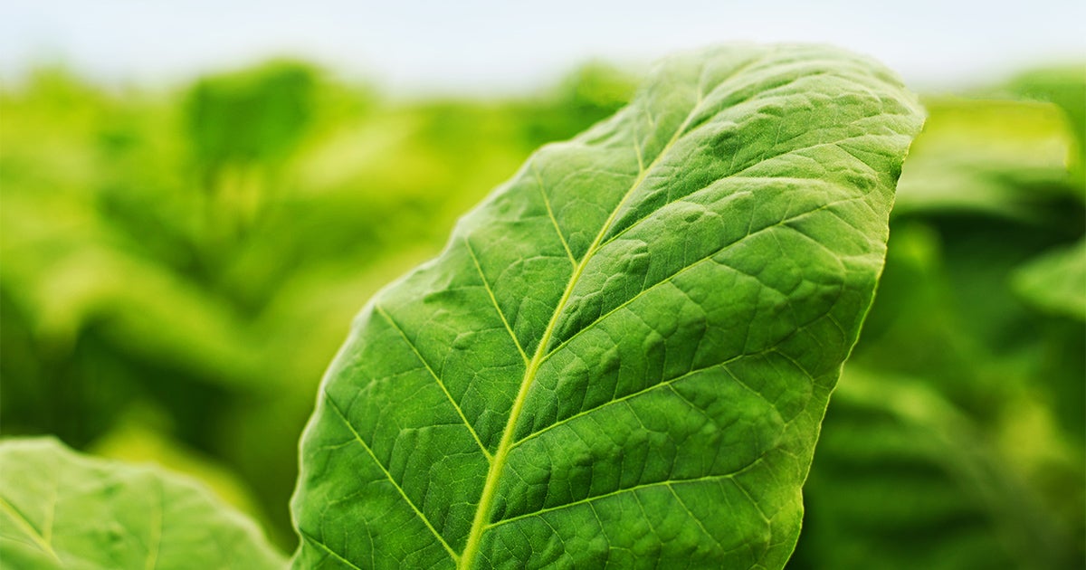 Tobacco
