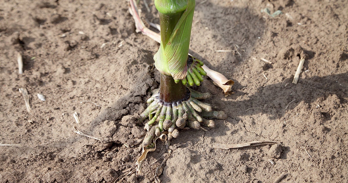 Xyway XYWAY® 3D FUNGICIDE | FMC Ag US