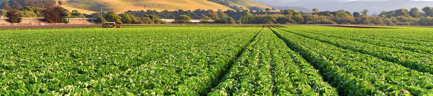 Lettuce field