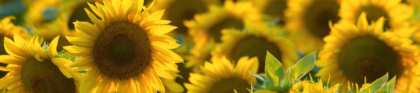 sunflower crop
