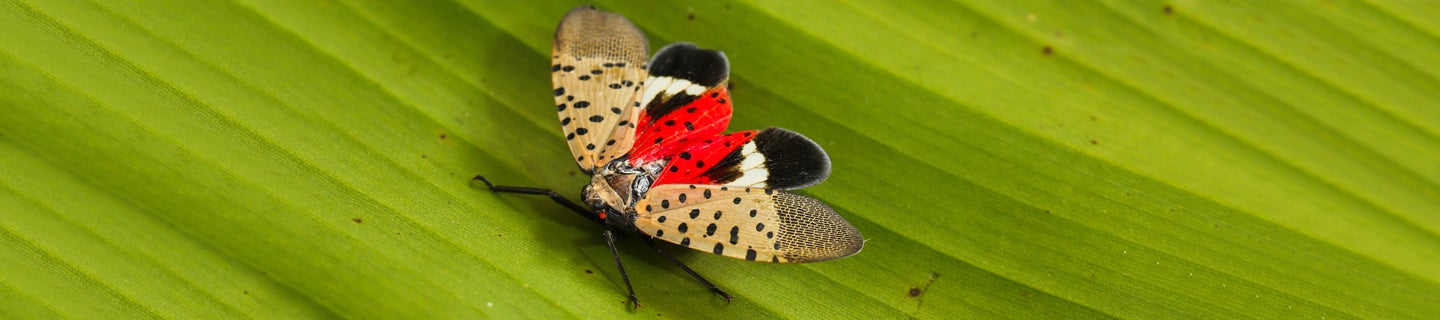 spotted lanternfly