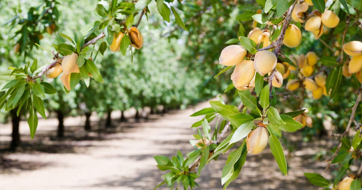 ALTACOR® EVO INSECT CONTROL FMC Ag US