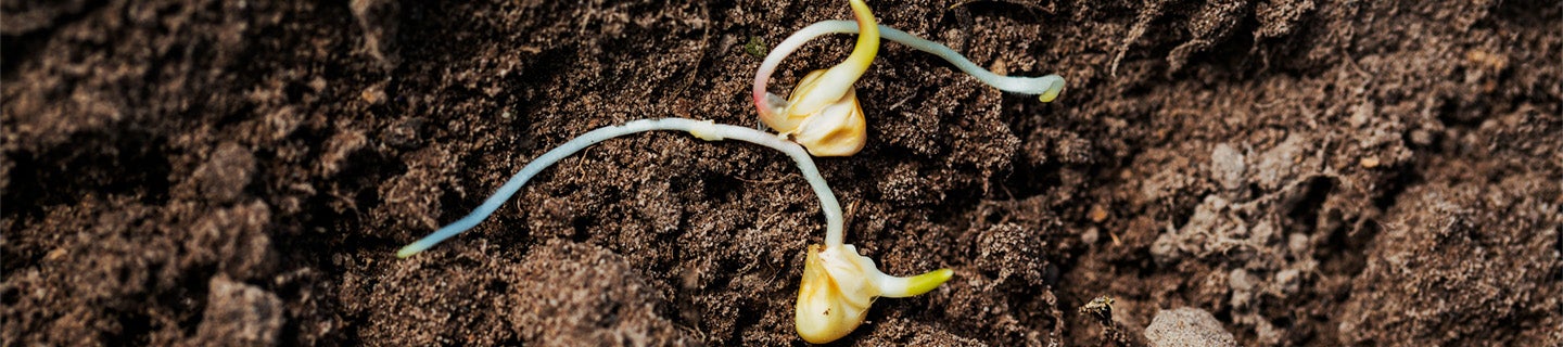 seed sprouting in the dirt.