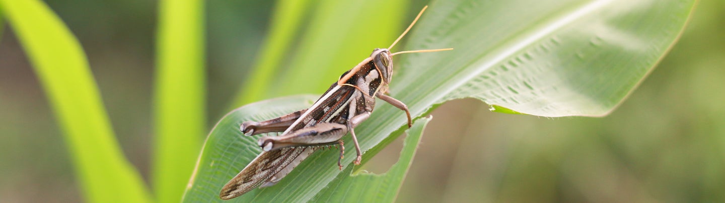 grasshopper
