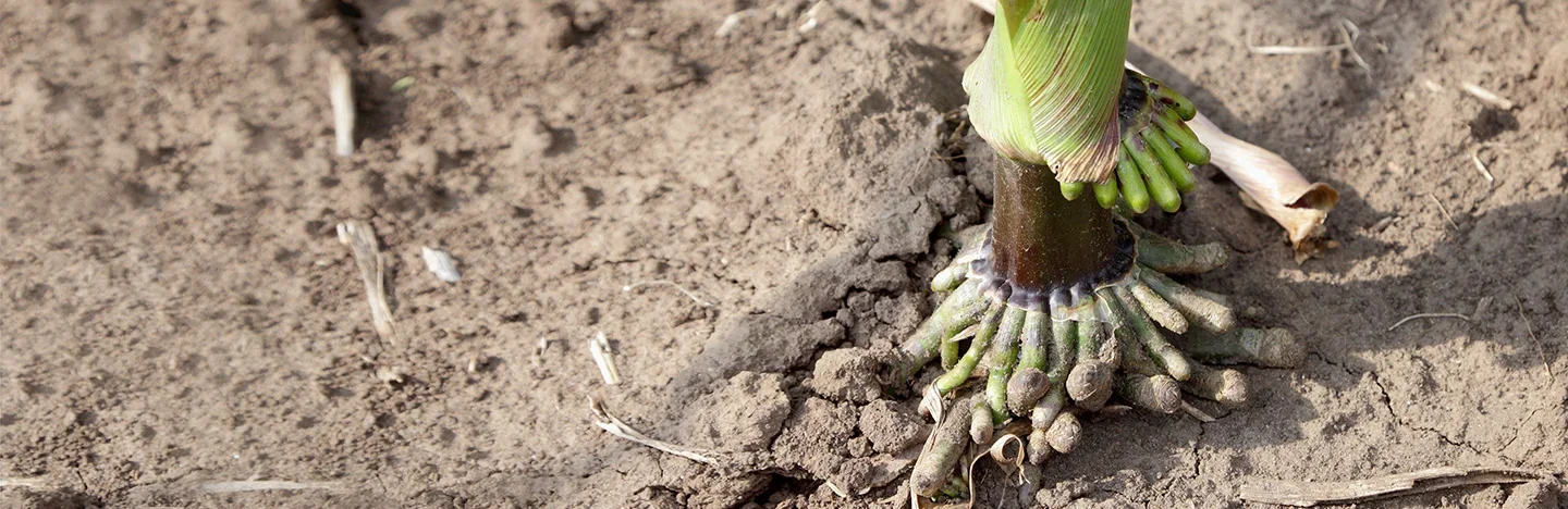 Close up of corn roots
