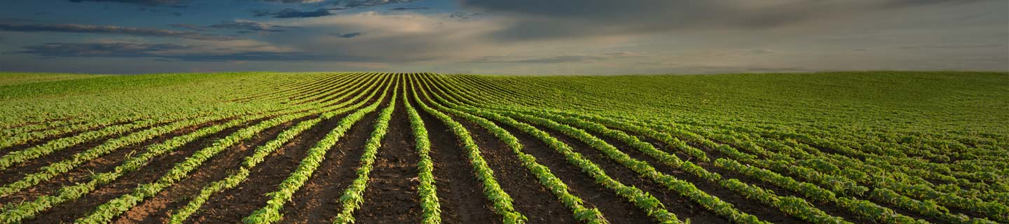 soybean field