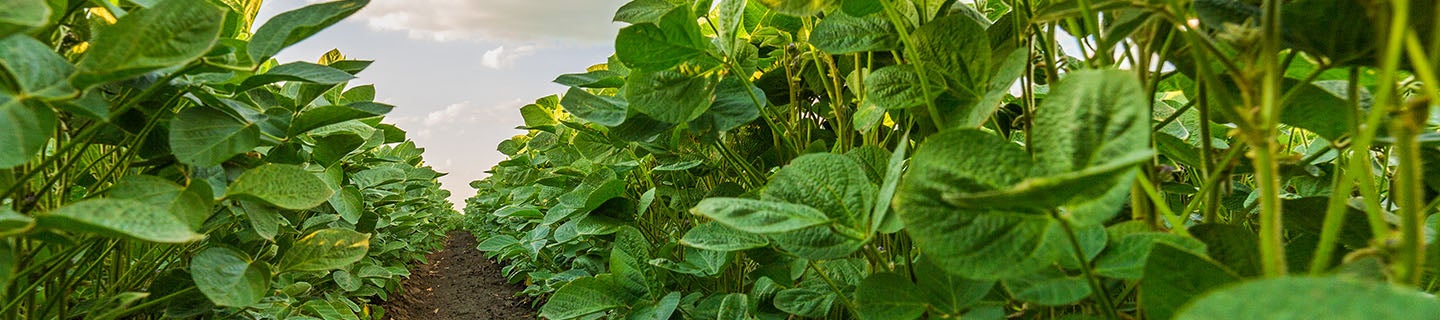 Soybean field