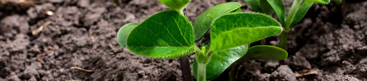 Early stage soybean plant
