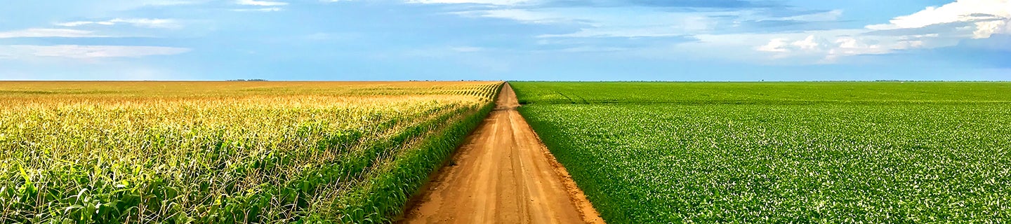 Corn and soybean fields split by dirt road