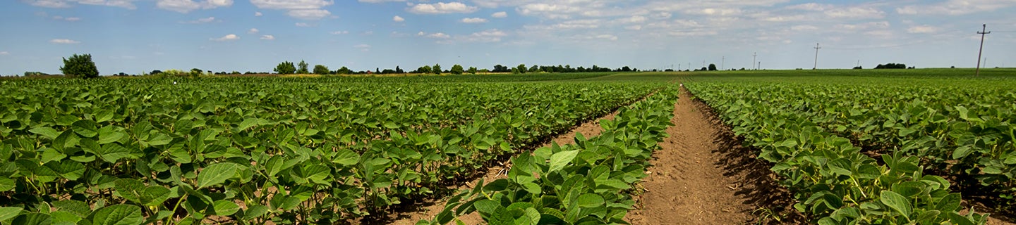 Row of crops