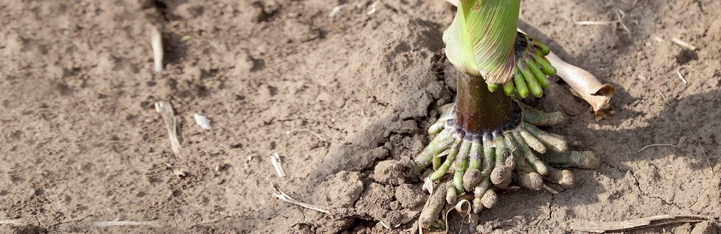 Corn roots
