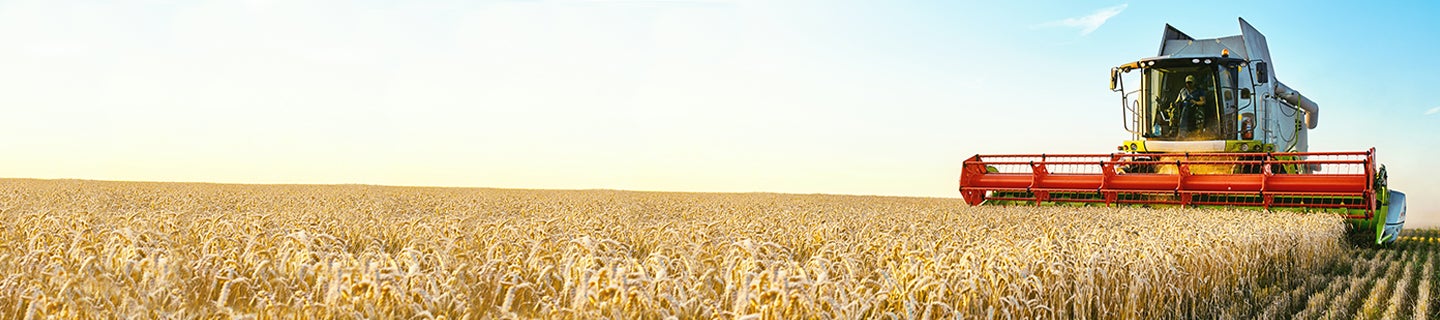 Combine harvesting wheat