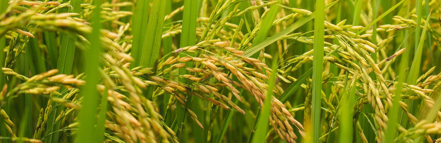 Rice growing in autumn paddy field