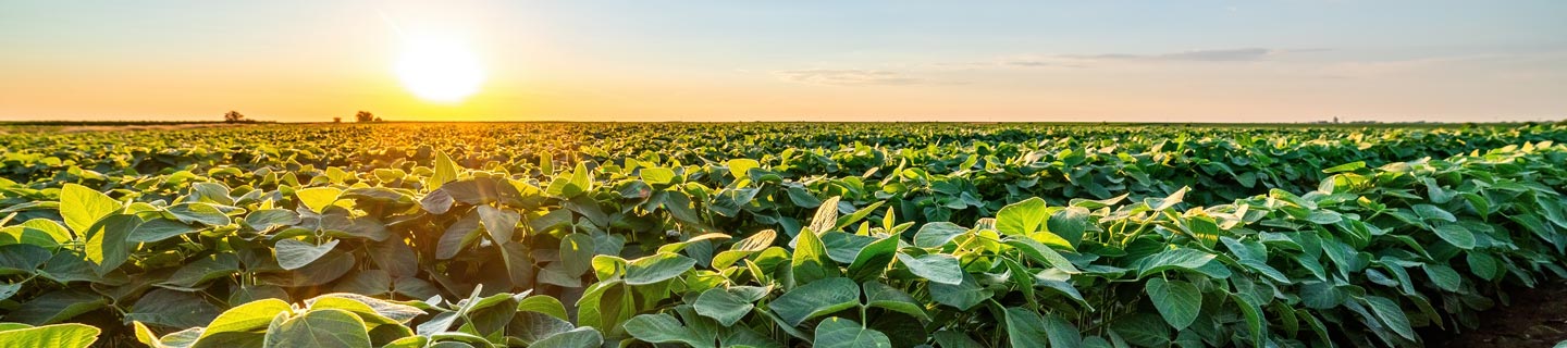 Golden sunset skies over a vibrant, green soybean crop field
