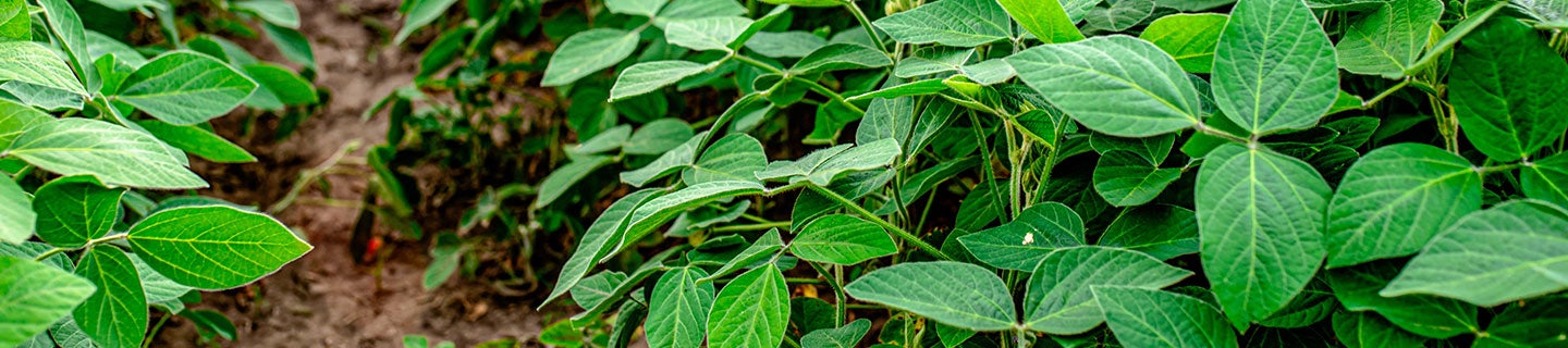 Soybean field on a sunny day
