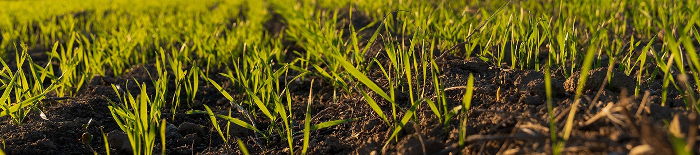 Bright green wheat sprouts emerge from rich soil under warm sunlight