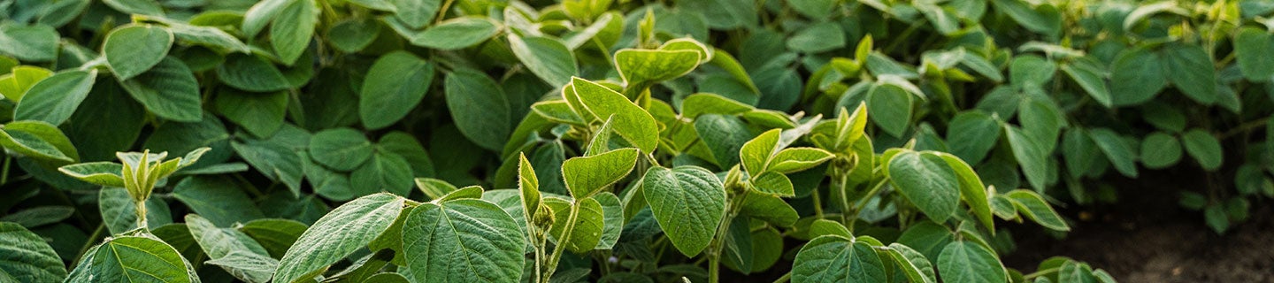 Soybean field under cloudy sky with bright sunset horizon