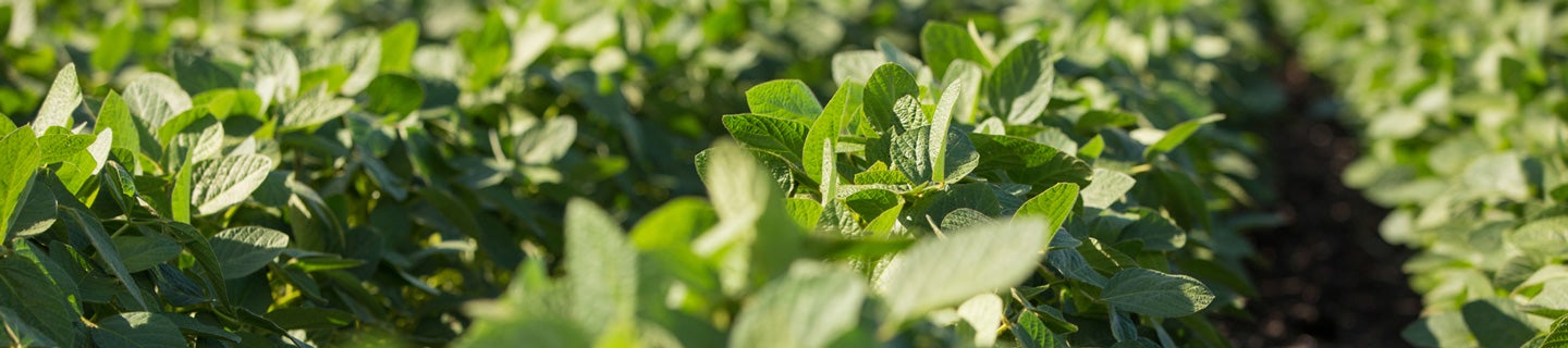 Soybean plants growing in the field