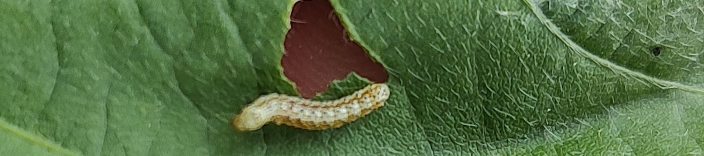 Insect on soybean leaf