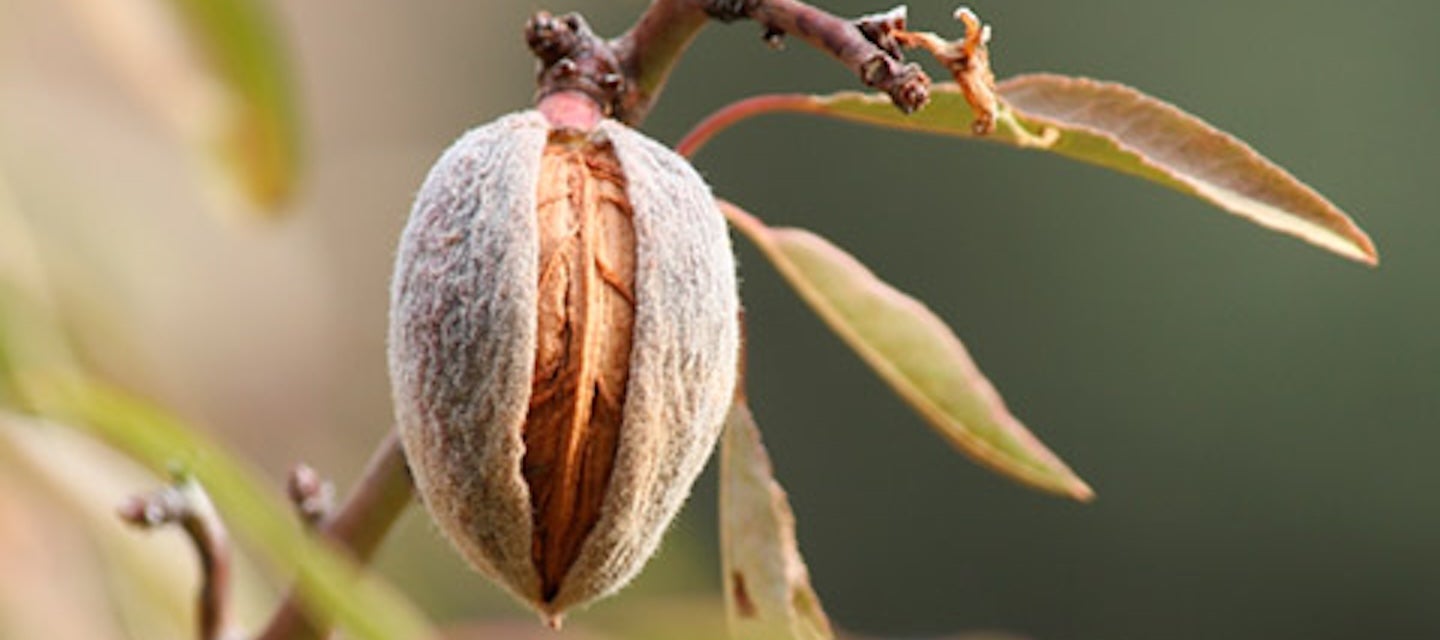 Almond growing on branch