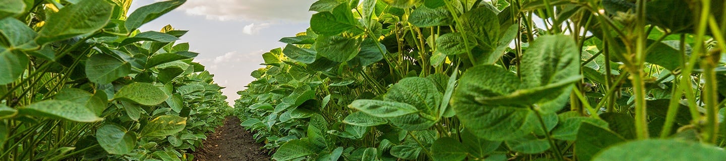 Soybean field