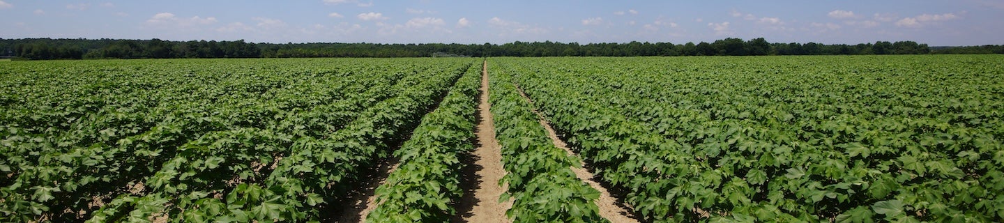 Cotton field in Cordele, GA