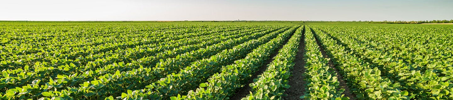 Soybean field