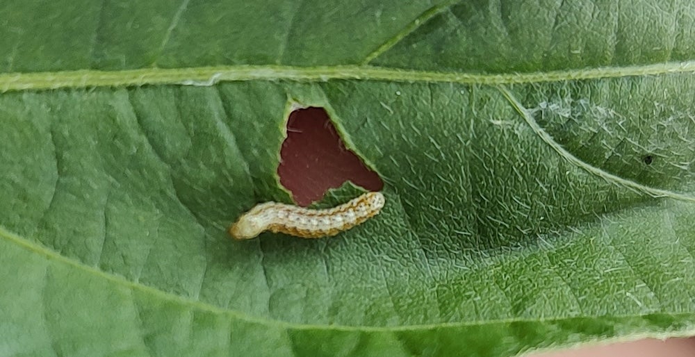 Pest on soybean leaf