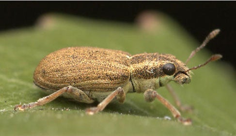 Pea leaf weevil