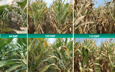 Silage Trial Results