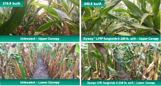 Silage Trial Results