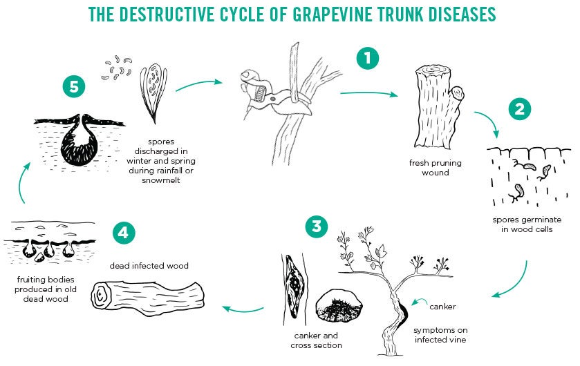 Grapevine Trunk Disease destructive Cycle