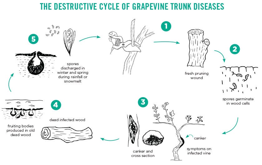 The lifecycle of a grapevine