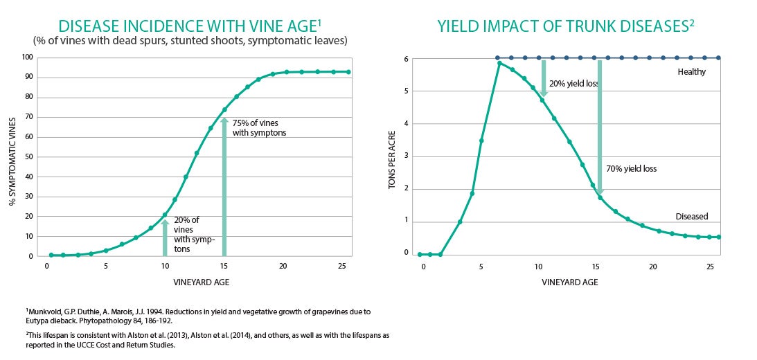 Vineyard Age Grapevine Trunk Disease