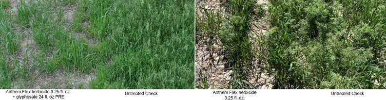 Anthem Flex Herbicide Irrigated Wheat Trial