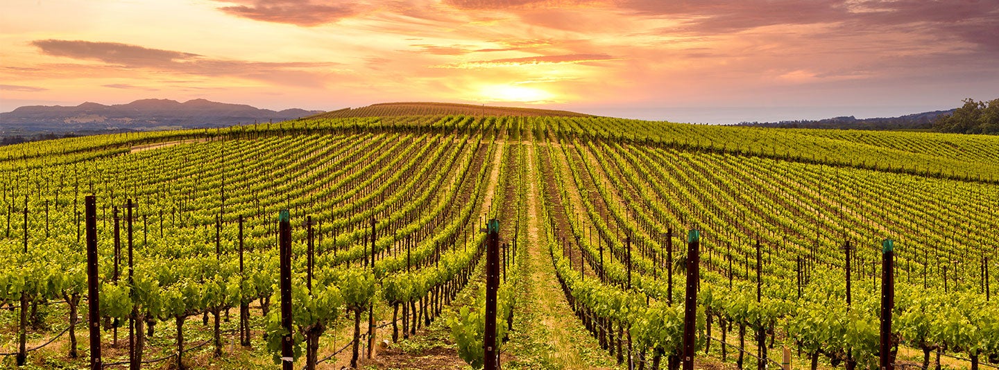 Vineyard Grapevine Trunk Disease