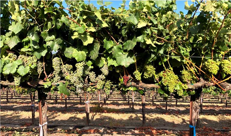 UC Davis Study Image Grapevine Trunk Disease