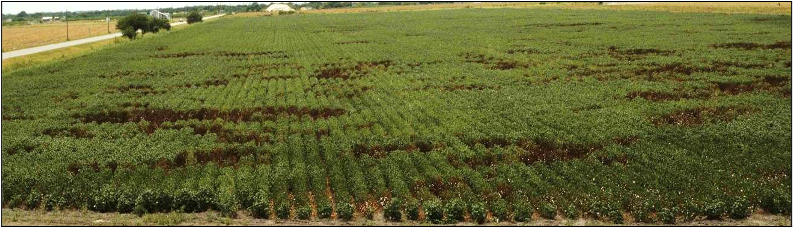 Cotton Root Rot