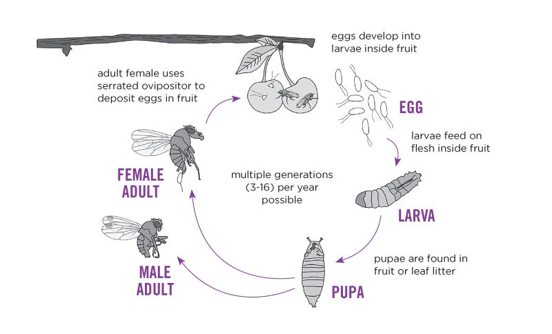 Spotted Wing Drosophila Life Cycle