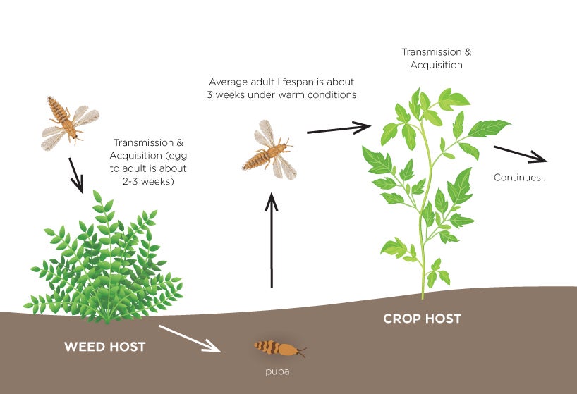 Thrips movement in the environment