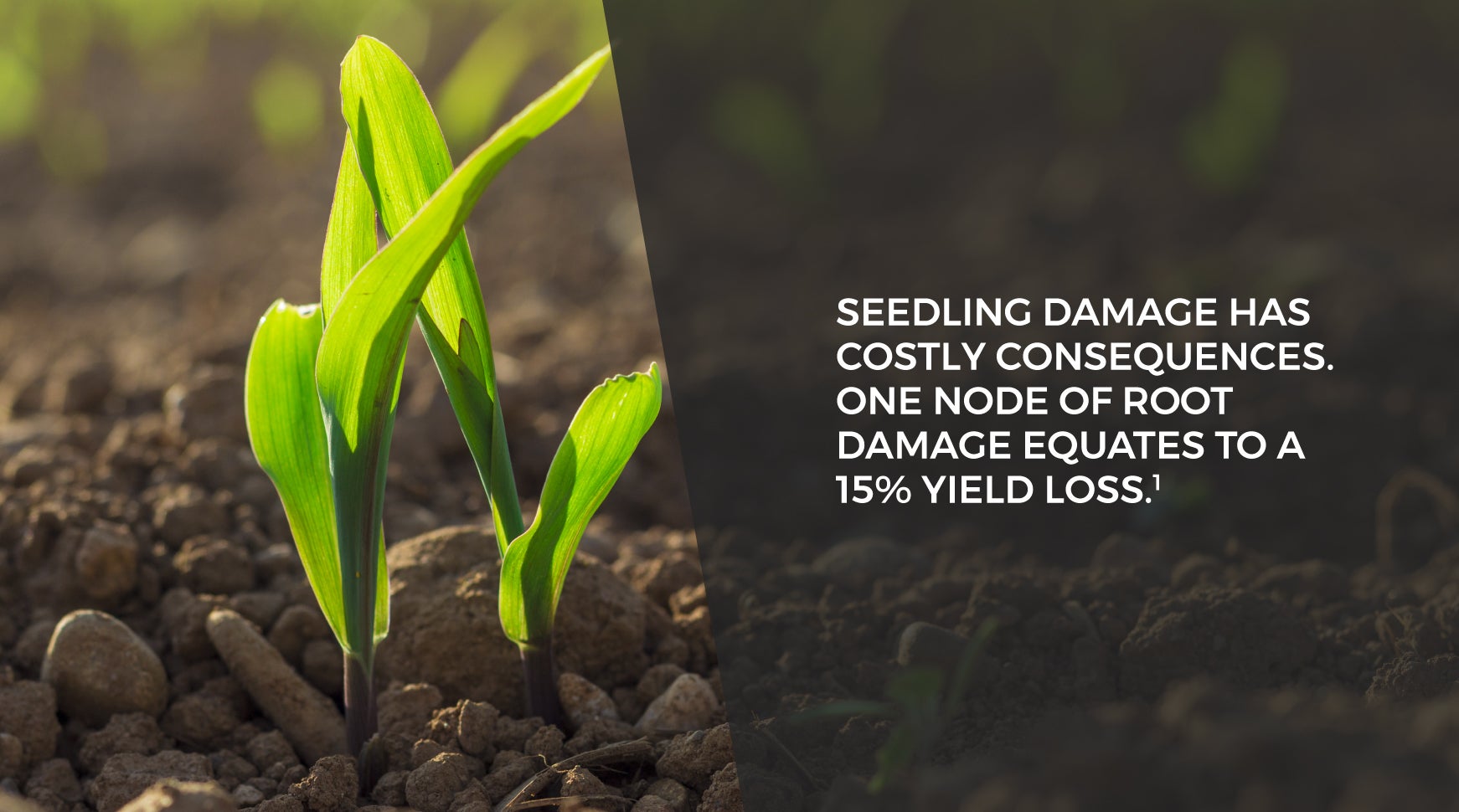 Seedling Damage 