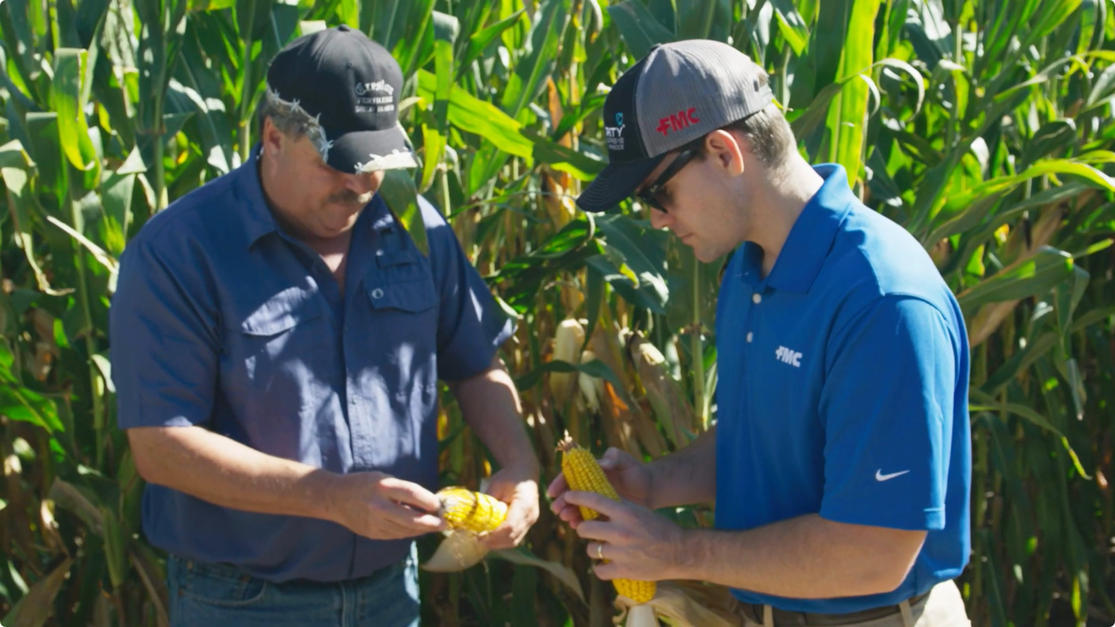 Roy demonstrating how Xyway® fungicide benefitted his corn. 