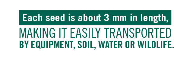 waterhemp fact