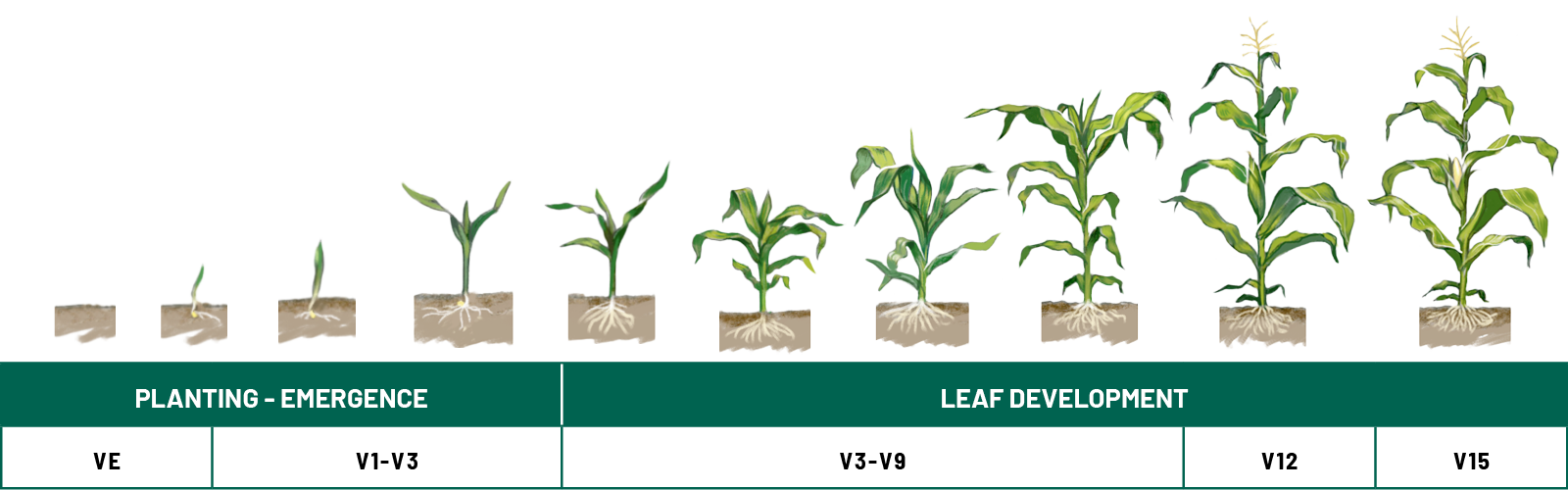 corn phenology