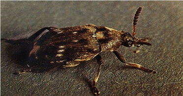 Pea Weevil